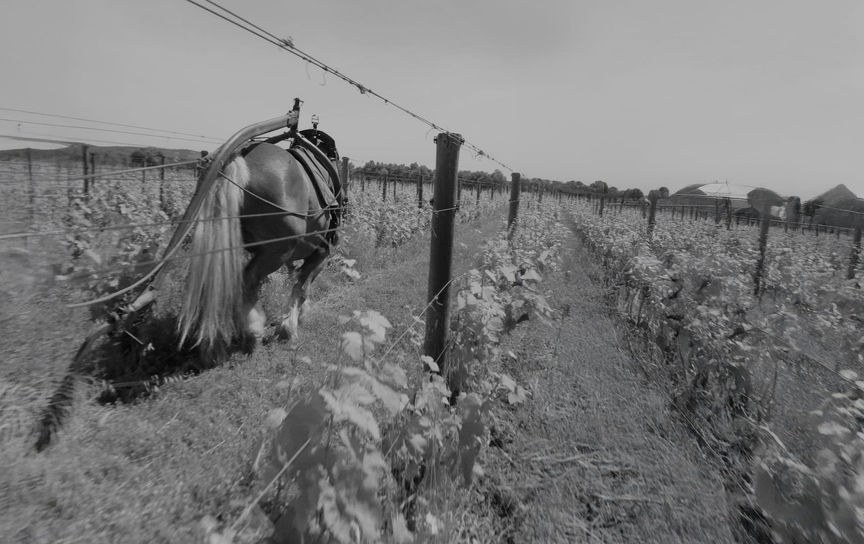 La Peira black and white Horse in field sm