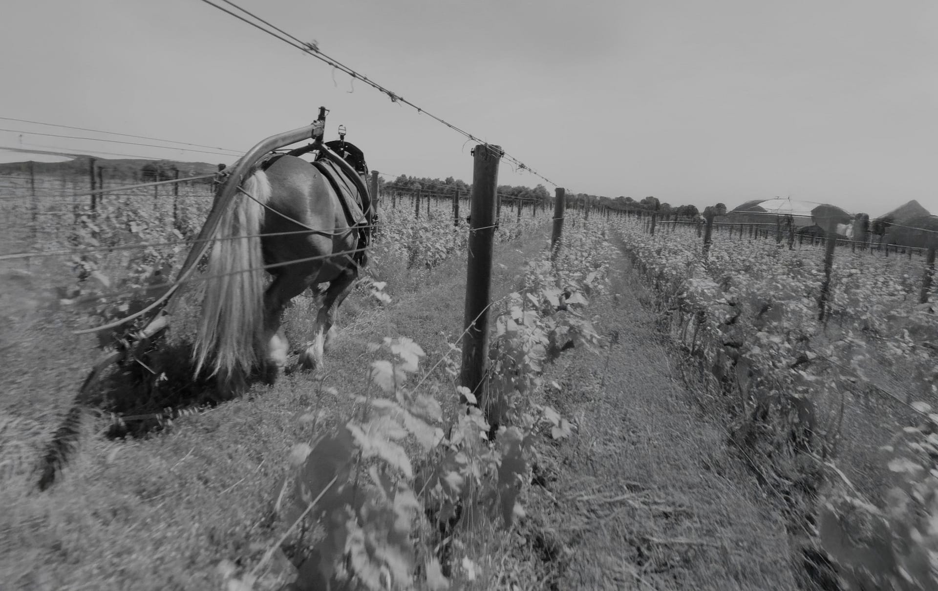 La Peira black and white Horse in field sm